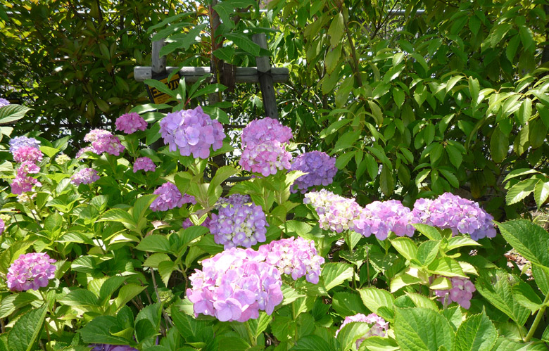 Biotope landscape