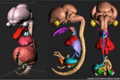 マウス胎児CT/3D